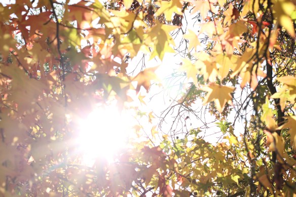 USA trip Nov 2012 041