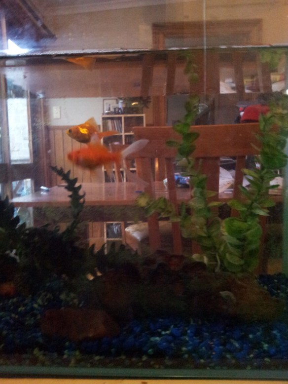 Goldfish in tank