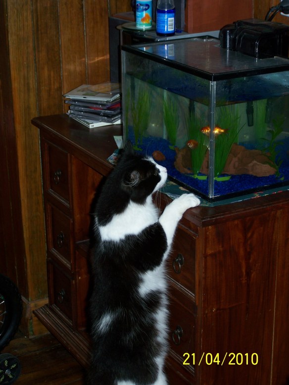 Maggie and the goldfish