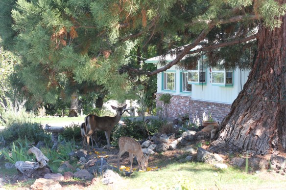 Yes, those are real, wild DEER grazing on someone's front lawn